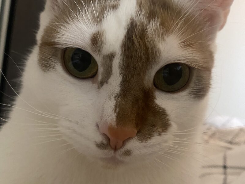 Alert Polska Zaginął kot Murczyk