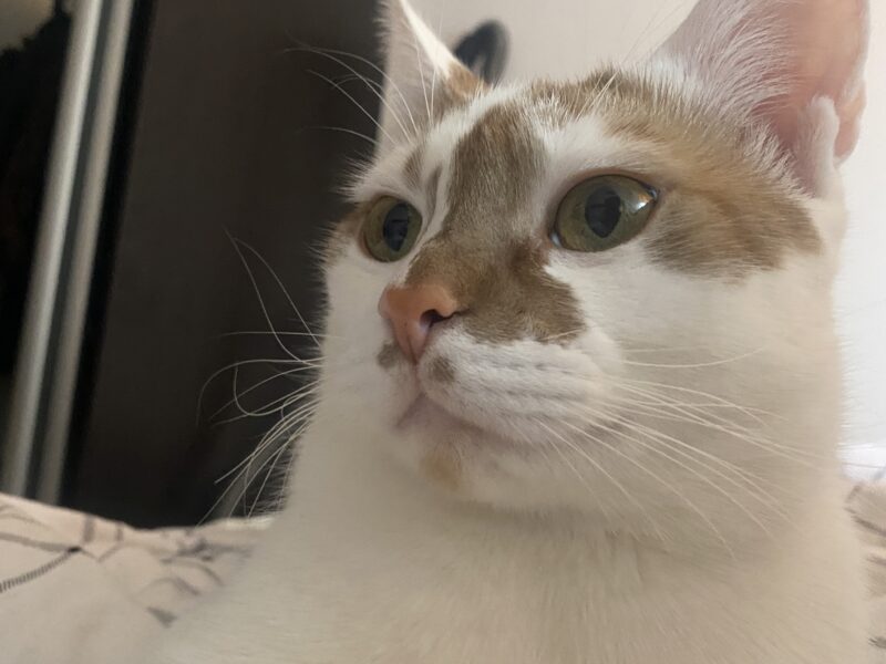 Alert Polska Zaginął kot Murczyk