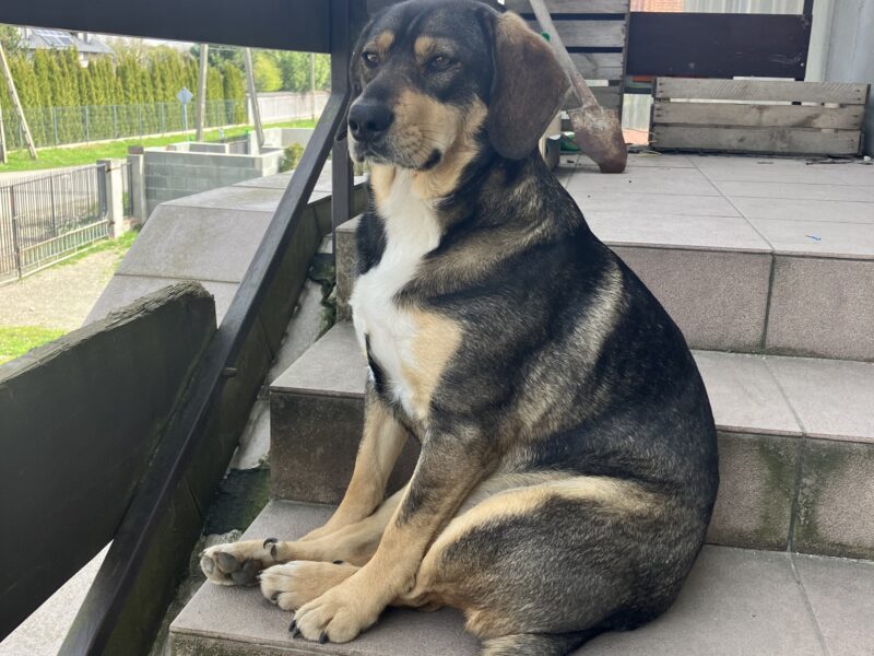 Zaginął Piesek (Michałowice / Kraków)