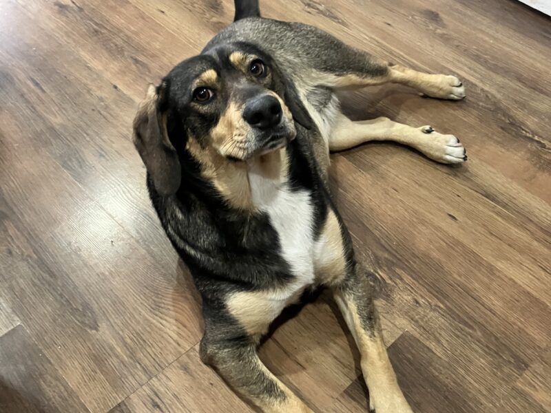 Zaginął Piesek (Michałowice / Kraków)