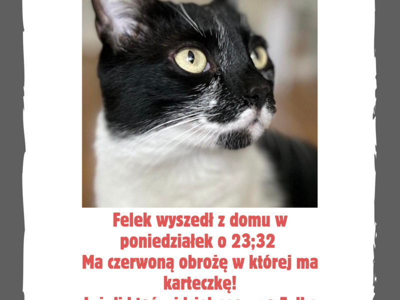 Zaginął kotek Felek