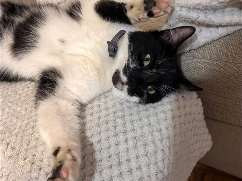 Zaginął kotek Felek