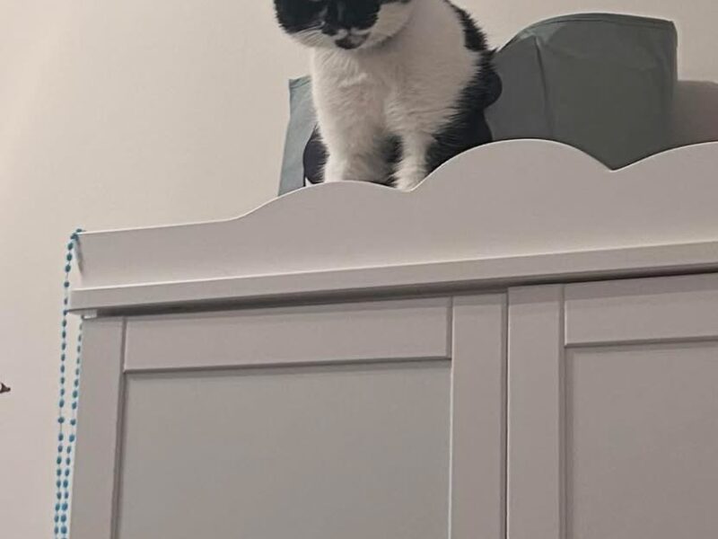 Zaginął kotek Felek