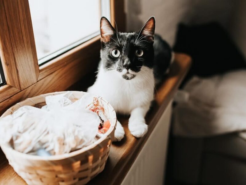 Zaginął kotek Felek