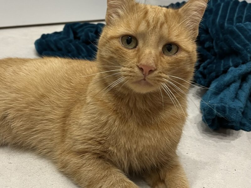 Zaginął rudy kotek