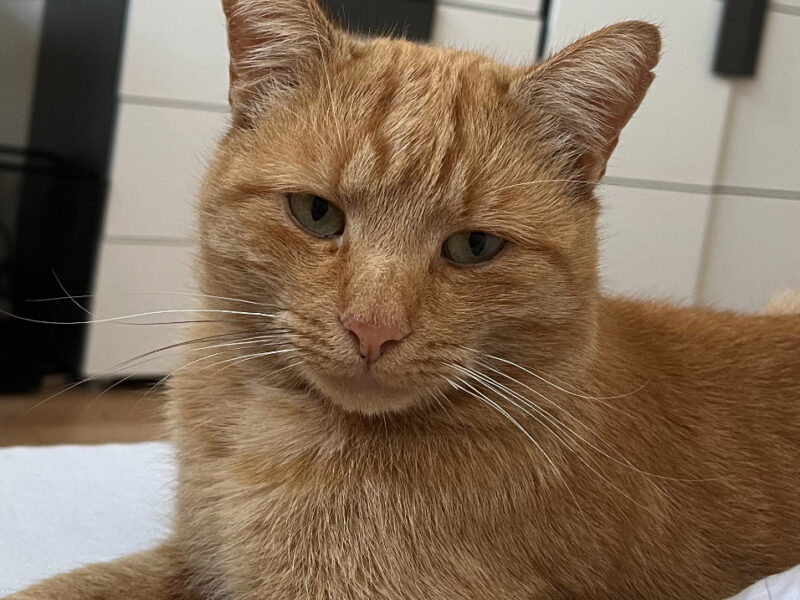 Zaginął rudy kotek