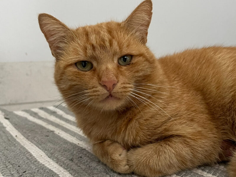 Zaginął rudy kotek