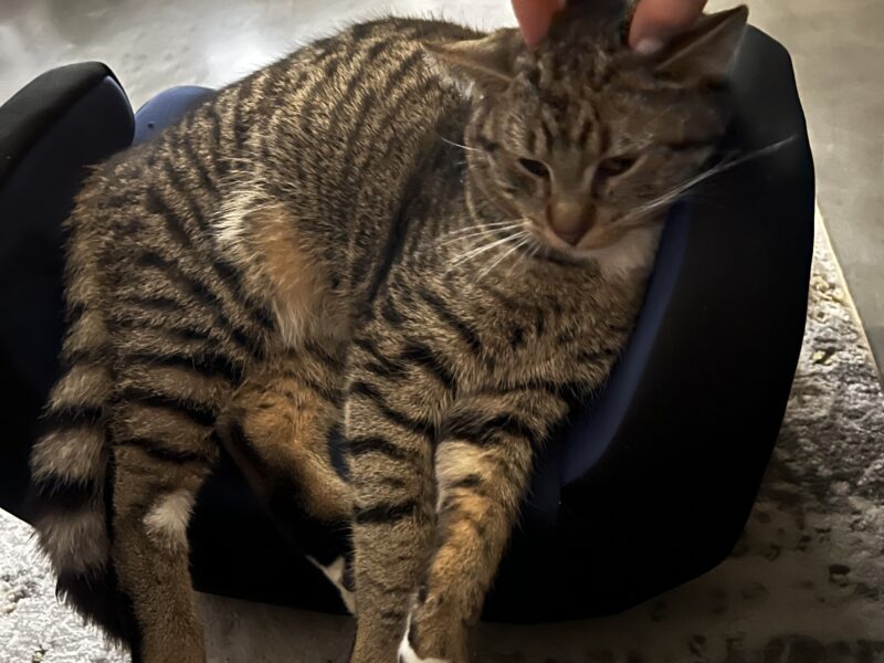 ZAGINĄŁ KOT KITUŚ / KITEK