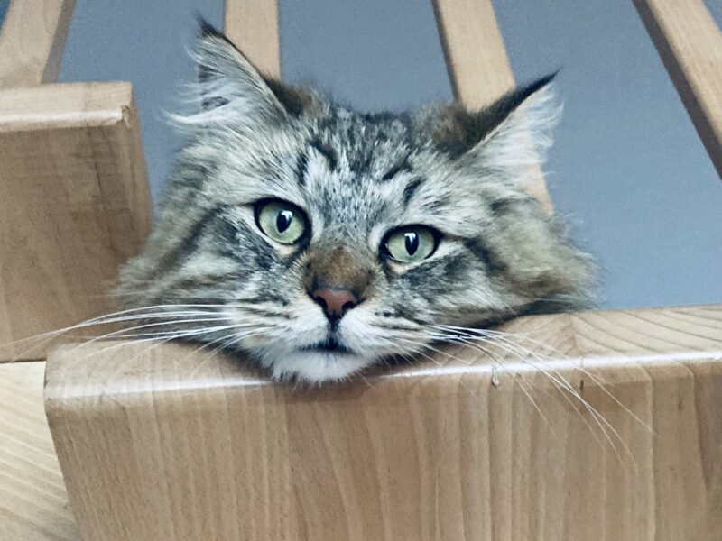 Zaginął kotek Mocio