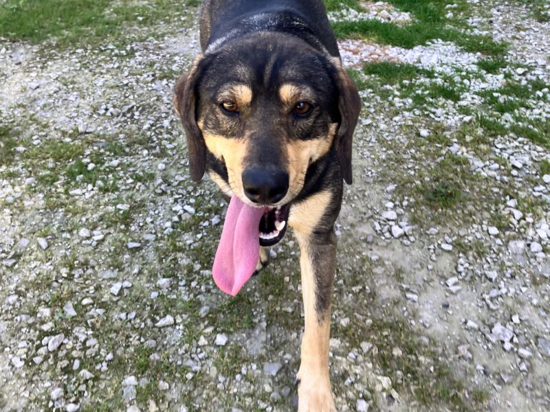 Zaginął Piesek (Michałowice / Kraków)