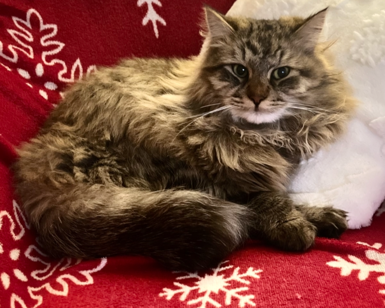 Zaginął kotek Mocio