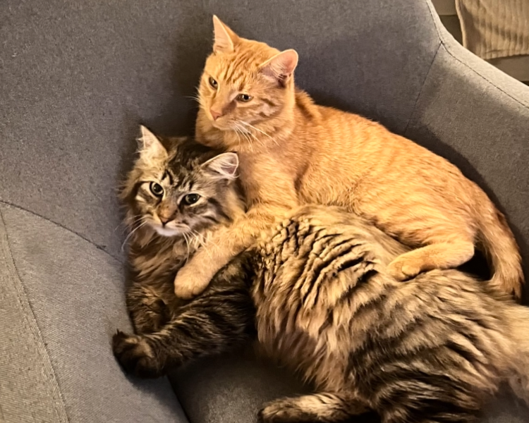 Zaginął kotek Mocio