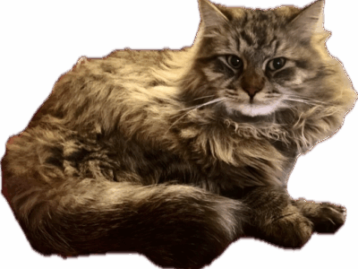 Zaginął kotek Mocio