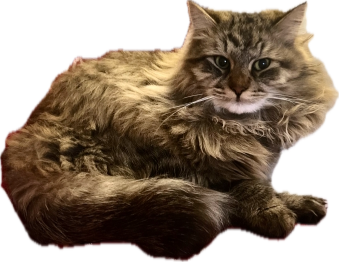 Zaginął kotek Mocio