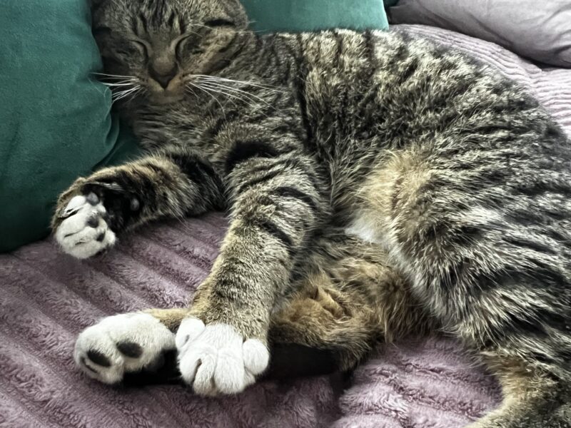 ZAGINĄŁ KOT KITUŚ / KITEK