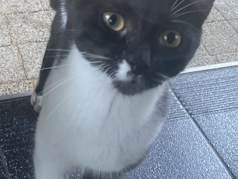 Zaginął kotek Julek !!!