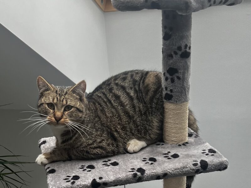 ZAGINĄŁ KOT KITUŚ / KITEK