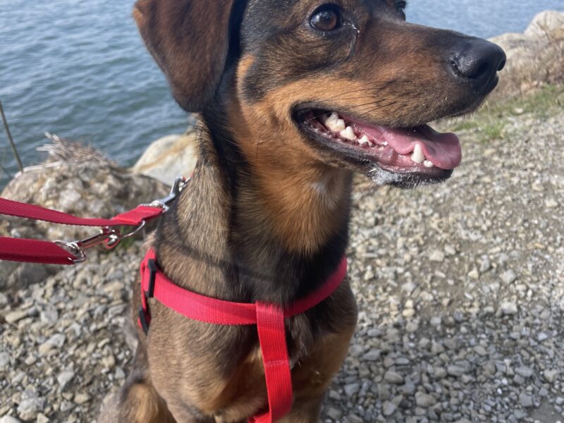 Zaginął piesek Nugat