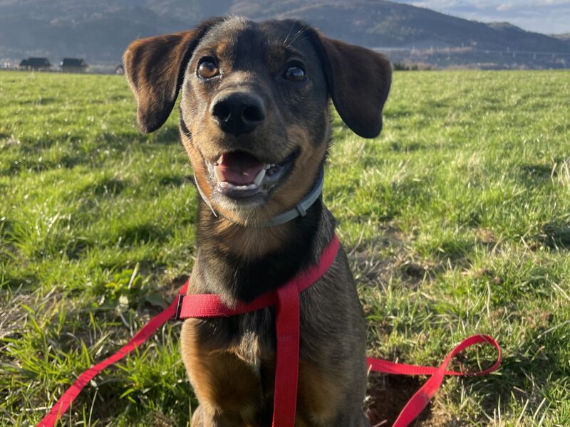 Zaginął piesek Nugat