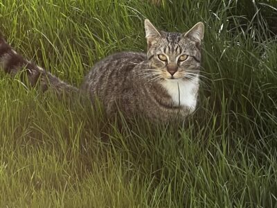 ZAGINĄŁ KOT KITUŚ / KITEK