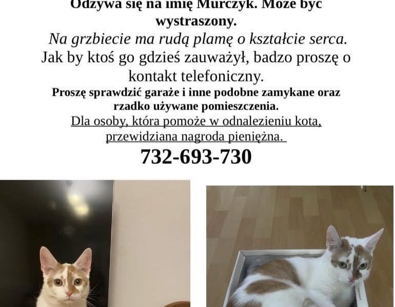 Alert Polska Zaginął kot Murczyk
