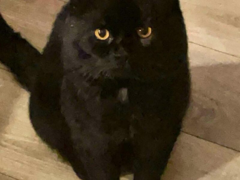 Zaginął Kocurek Puszek