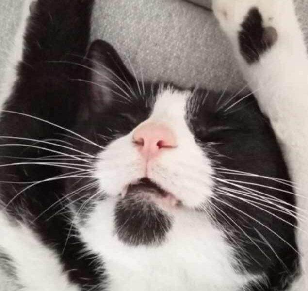 Zaginął nasz kochany futrzak