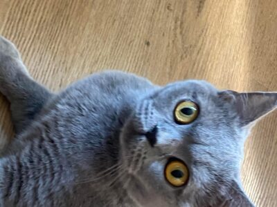 Poszukiwana kotka Cleo