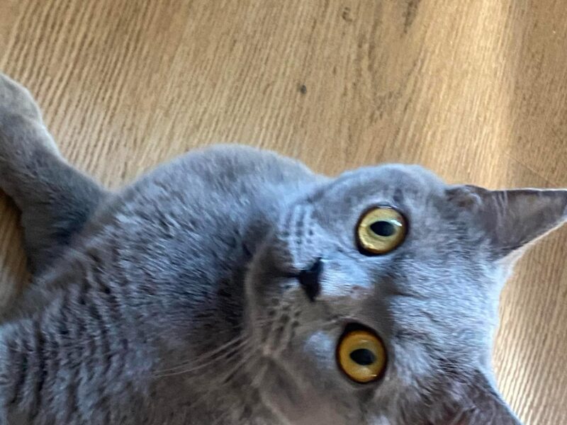 Poszukiwana kotka Cleo