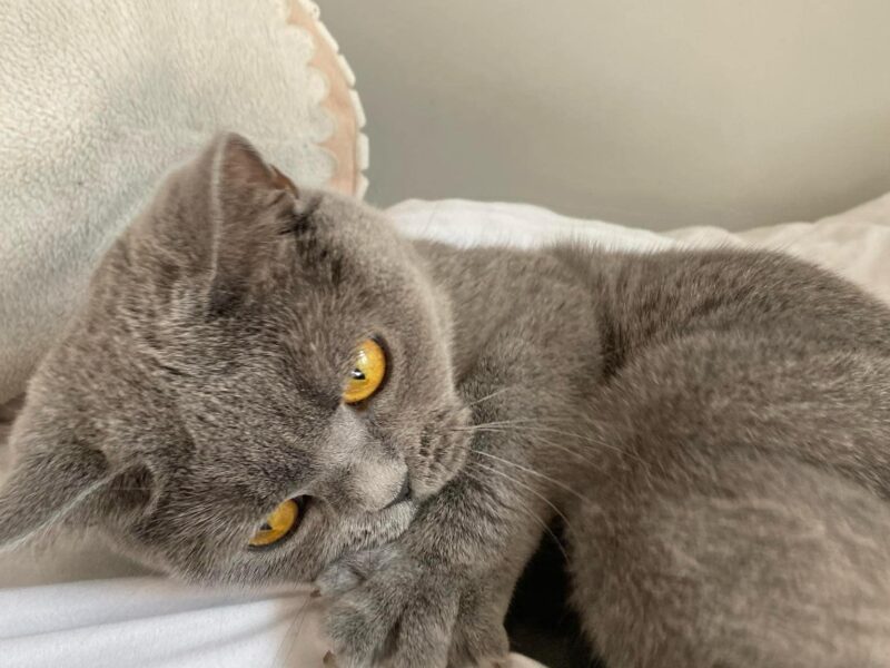 Poszukiwana kotka Cleo