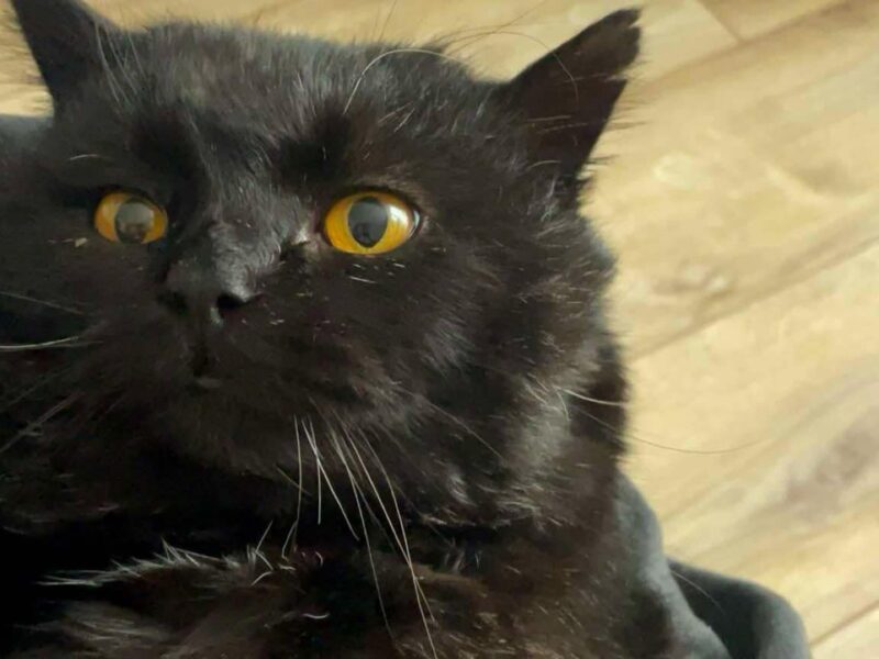 Zaginął Kocurek Puszek