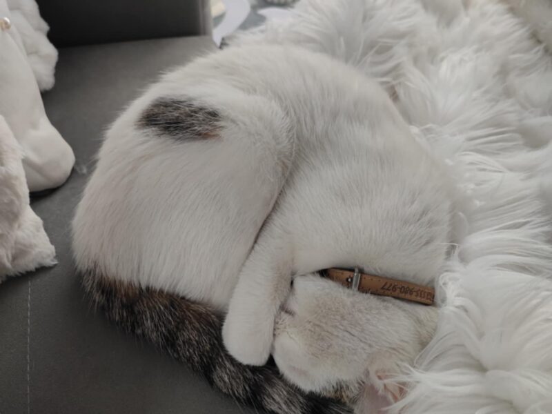 Zaginął kotek! Olkusz i okolice!