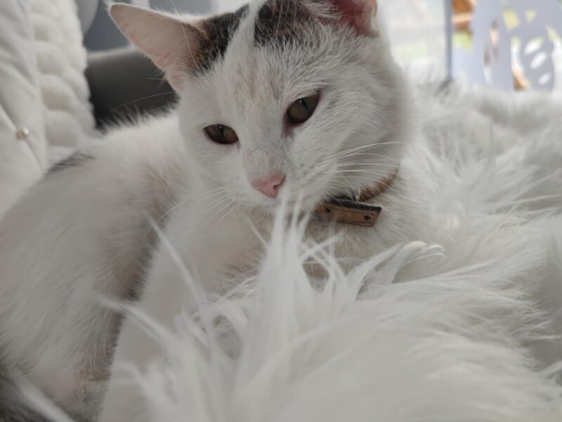 Zaginął kotek! Olkusz i okolice!