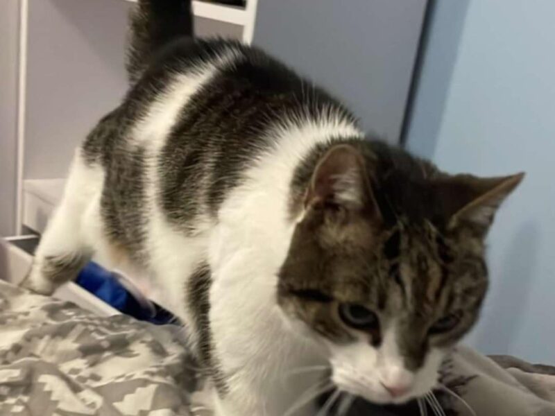 Łomża Zaginął Kot