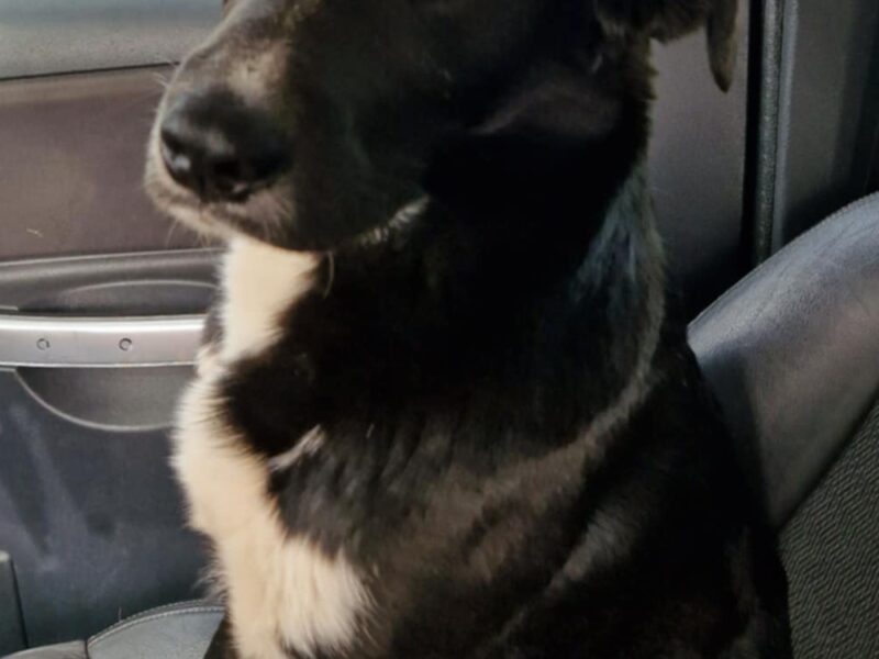 Zaginął piesek MAX