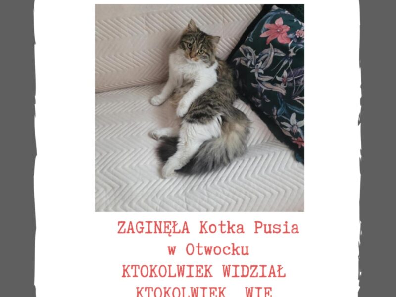 Zaginęła kotka Pusia