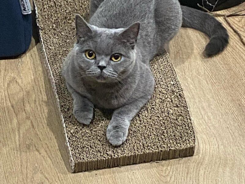 Poszukiwana kotka Cleo