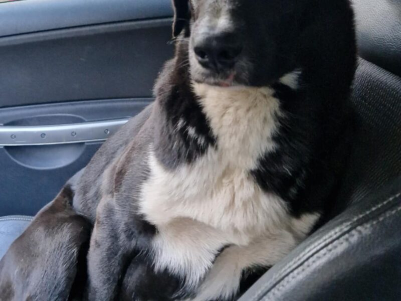 Zaginął piesek MAX