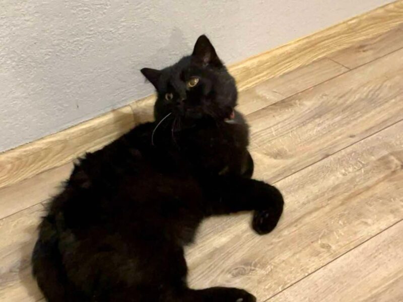 Zaginął Kocurek Puszek