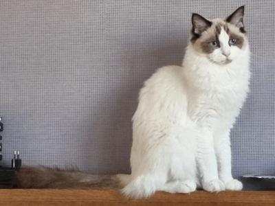 Zaginęła kotka Betty