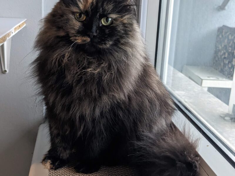 Zaginęła kotka Yui