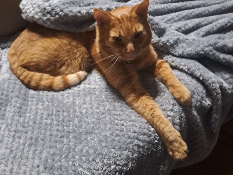 Zaginął kotek 18.04.2025