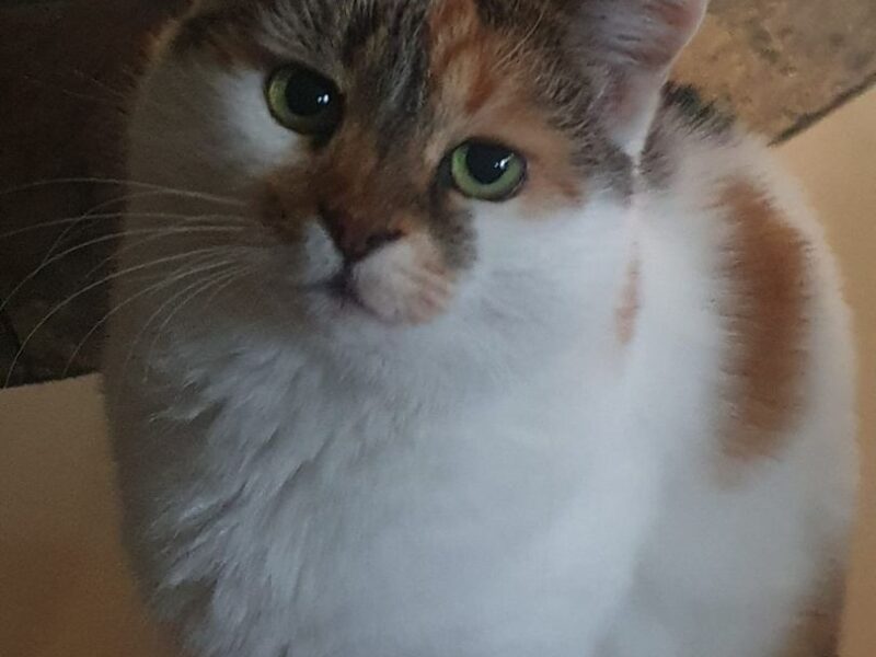 Poszukujemy kotki Feli