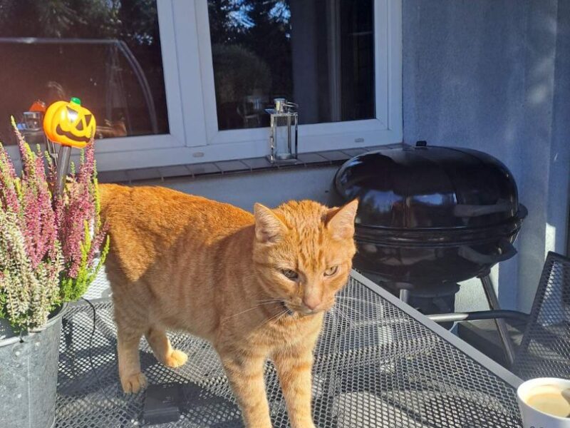 Zaginął kotek 18.04.2025