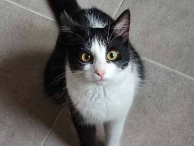 Zaginęła kotka Mera