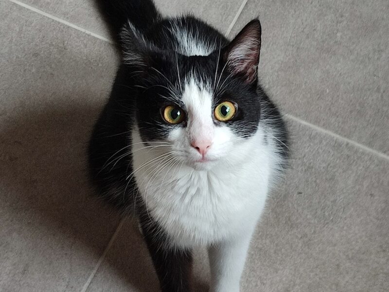 Zaginęła kotka Mera