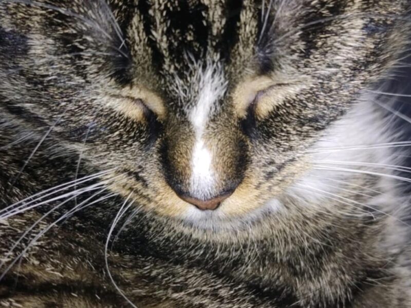 ‼️ZAGINEŁA KOTKA LUSIA‼️