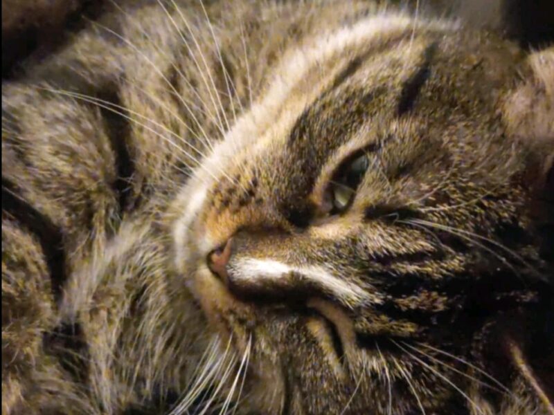 ‼️ZAGINEŁA KOTKA LUSIA‼️