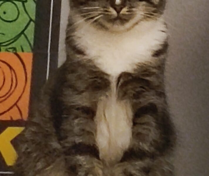 ‼️ZAGINEŁA KOTKA LUSIA‼️