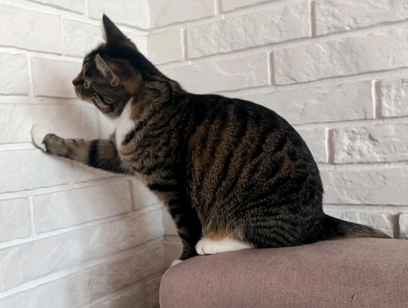 ‼️ZAGINEŁA KOTKA LUSIA‼️